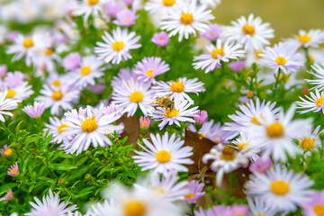 Obraz na płótnie Canvas Flowers Asters. Bees on the flowers. Flower bed. Asters bloom in the fall. Selective focus. Shallow depth of field