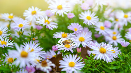 Flowers Asters. Bees on flowers. Flower bed. Asters bloom in the fall. Selective focus. Shallow depth of field