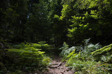 Narrow trail in summer green mixed forest in sunny day. Pirin mountains near Bansko, Bulgaria.