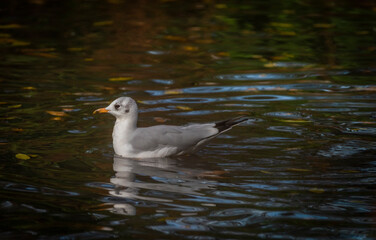 Sea gull bird on small color pond in autumn fresh evening