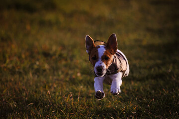 Jack Russel Terrier