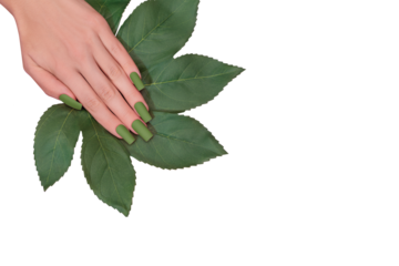 Female hand with green nail design. Mate green nail polish manicure. Female model hand with perfect manicure hold green big leaf on transparent background. Copy space. Place for text.