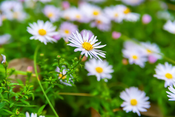 Flowers Asters. Close-up of a flower bed. Asters bloom in autumn. Selective focus. Shallow depth of field