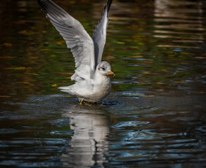 Sea gull bird on small color pond in autumn fresh evening