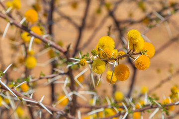 Branch from an African Acacia species of tree. Yellow flower, Namibia.