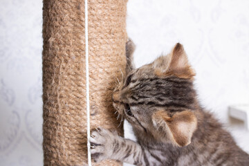 Gray kitten playing with scratching post closeup