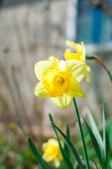 Fototapeta premium Yellow blooming daffodil blooms in the lawn on a sunny day. Early spring flowers growing outdoors