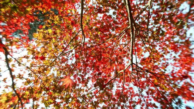 Super slow motion of falling autumn maple leaves. Ultimate perspective, leaves falling towards camera. Filmed on high speed cinema camera, 1000 fps.