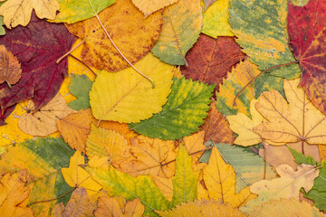 Naklejka na ściany i meble a bunch of colorful autumn leaves