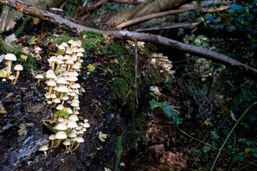 Small white wild mushrooms in the uk. Grown out of and dead log