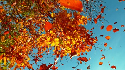 Super slow motion of falling autumn beech leaves against clear blue sky. Filmed on high speed cinema camera, 1000 fps. - Powered by Adobe