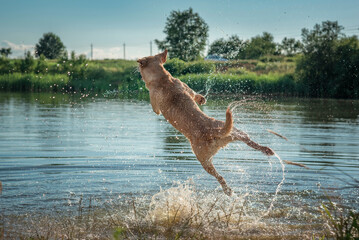 A beautiful thoroughbred Labrador Retriever frolics in a summer pond.