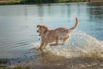 A beautiful thoroughbred Labrador Retriever frolics in a summer pond.