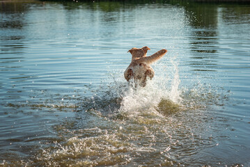 A beautiful thoroughbred Labrador Retriever frolics in a summer pond.