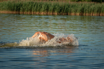 Fototapeta premium A beautiful thoroughbred Labrador Retriever frolics in a summer pond.