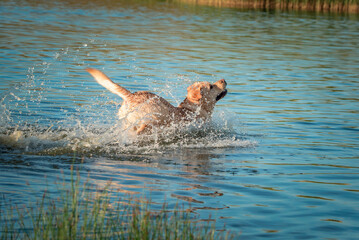A beautiful thoroughbred Labrador Retriever frolics in a summer pond.