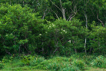 forest landscape of the island of Kunashir, flowering shrub and undergrowth of tall grass