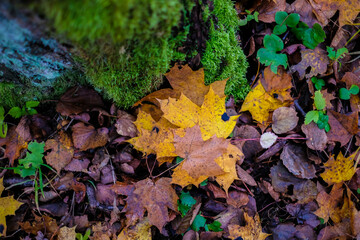 Colorful autumn leaves in the forest. Autumn mood, background