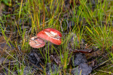 Boletus Mushroom in autumn forest close-up