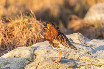 A male ruff (bird) in breeding plumage stands on a large stone on a sunny day