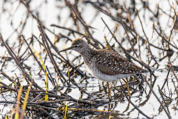Wood sandpiper on a summer day stands among the grass