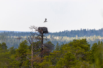 Osprey bird of prey near its nest