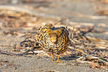 Male Ruff (bird) in breeding plumage stands on the shore of the lake