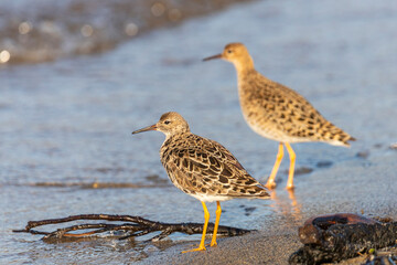 Female Ruff (bird)  stands on the shore of the lake