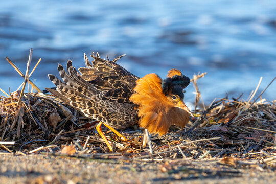 Male Ruff (bird) in breeding plumage stands on the shore of the lake