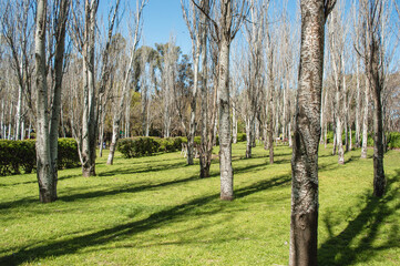 Panoramic view of dry trees due to the change of season in a park in Buenos Aires