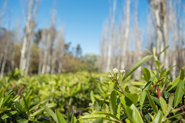 panoramic view of green leaves in the foreground against the background of blurred trees, copy space