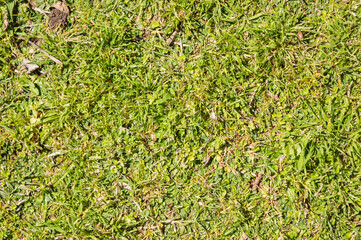 grass top view textured image for backgrounds and texts.
