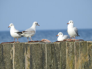 seagulls on the pier