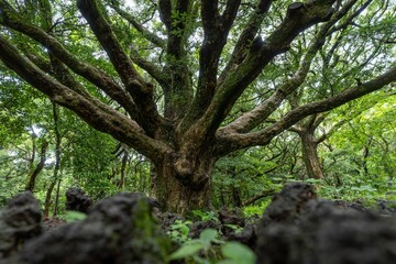 Fototapeta premium Large Maentwrog Oak tree in Bijarim Forest, South Korea
