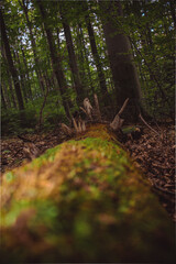 footpath in the woods