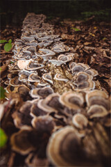 autumn leaves in the woods