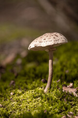 freistehender Pilz im Wald