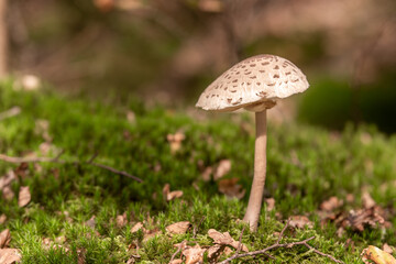freistehender Pilz im Wald