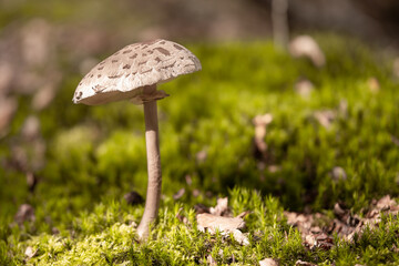 Großer Pilz freistehend im Wald