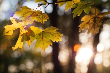 autumn leaves in the forest