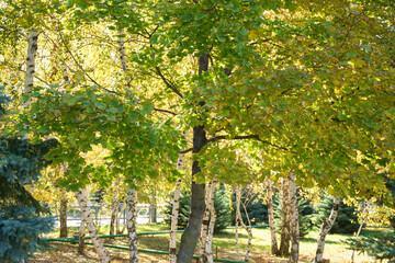 Maple tree against the background of birches and other trees in the park. Beautiful sun, yellowed autumn leaves and firs