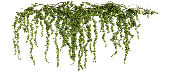 ivy plants isolated on white background, 3d rendered - obrazy, fototapety, plakaty