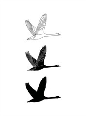 monochrome illustration of a swan on a migration journey
