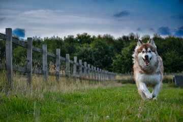 Adorable Siberian Husky running toward the camera in green field by wooden fence