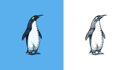 King or Emperor penguin. Cute animal. Vector graphics black and white drawing. Hand drawn sketch. Aquatic flightless bird. 