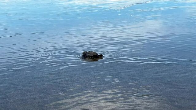 Newborn Lora turtle crawling to the beach in Costa Rica