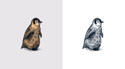 King or Emperor penguin chick. Cute baby small animal. Vector graphics black and white drawing. Hand drawn sketch. Aquatic flightless bird. 