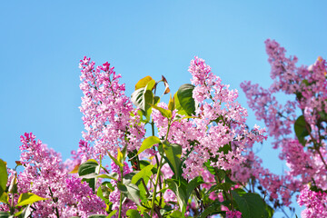 blooming lilac. lilac flowers and sky background