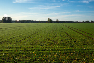 crop field in the autumn in sunny day