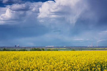 Yellow field of flowering rape and blue sky with clouds. Natural landscape background 